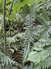 Polystichum andersonii