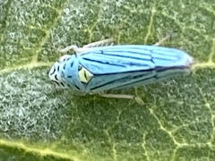 Graphocephala atropunctata