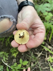 Fungi