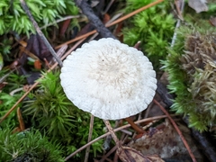 Mycetinis scorodonius