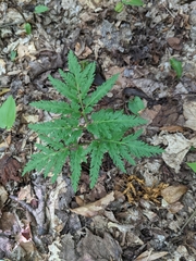 Sceptridium dissectum dissectum