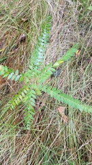 Gleditsia triacanthos