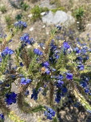 Hyssopus officinalis