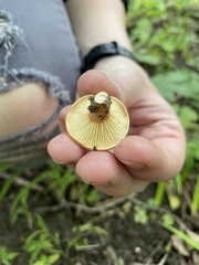 Fungi
