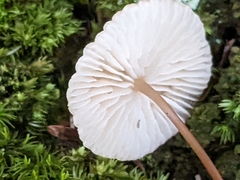 Mycetinis scorodonius