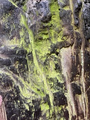 Chrysothrix candelaris