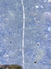 Myriophyllum sibiricum