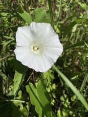 Calystegia sepium