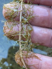 Myriophyllum sibiricum