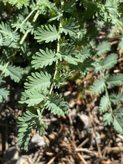 Sanguisorba occidentalis