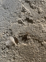 Clogmia albipunctata