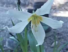 Erythronium montanum