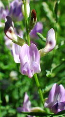 Astragalus miser