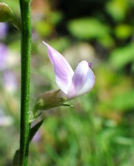 Astragalus miser