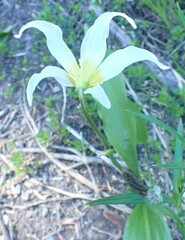 Erythronium montanum
