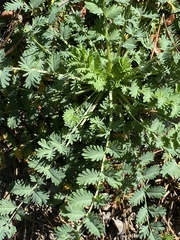 Sanguisorba occidentalis