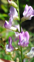 Astragalus miser