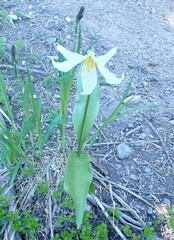 Erythronium montanum