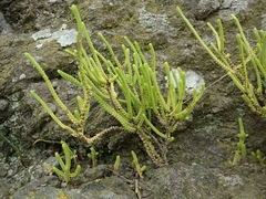 Crassula muscosa