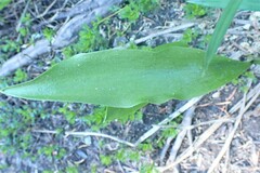 Erythronium montanum