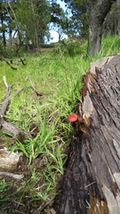 Tricholomopsis rutilans