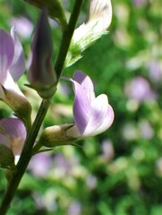 Astragalus miser
