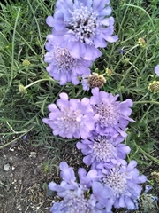 Scabiosa columbaria