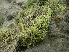 Crassula muscosa