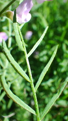 Astragalus miser