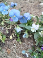 Viola × wittrockiana