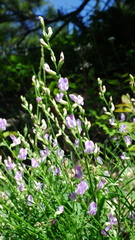 Astragalus miser