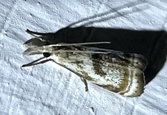 Microcrambus elegans