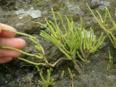 Crassula muscosa