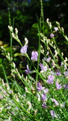 Astragalus miser