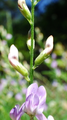 Astragalus miser