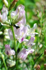 Astragalus miser