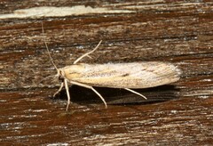 Pediasia trisecta
