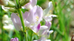 Astragalus miser