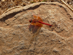 Trithemis kirbyi