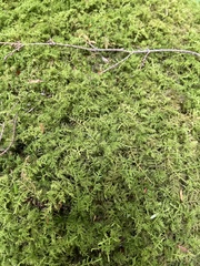 Thuidium delicatulum