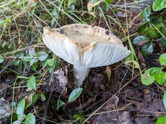 Russula nigricans