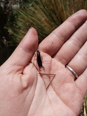 Euborellia annulipes