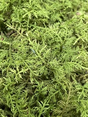 Thuidium delicatulum