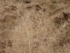 Eragrostis