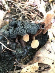 Asterophora lycoperdoides