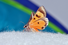 Euscirrhopterus gloveri