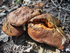 Suillus lakei