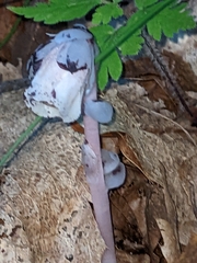 Monotropa uniflora