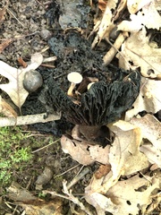 Asterophora lycoperdoides