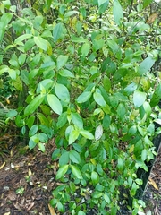 Geniostoma ligustrifolium ligustrifolium